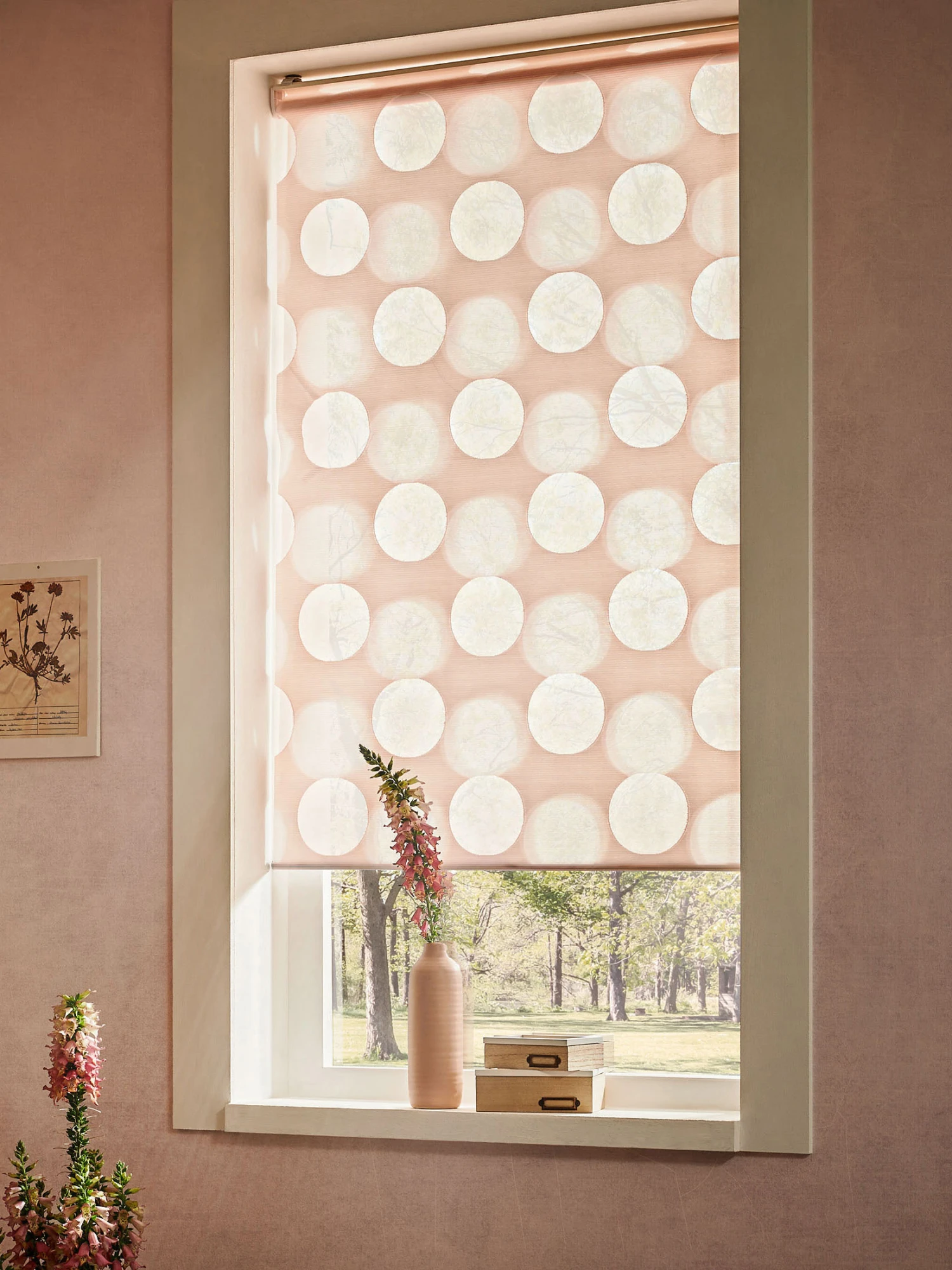 Rollo, Rosé 1 Rollo, Rosé