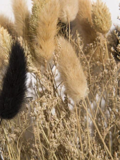 Trockenblume, Natural -Häuser Lieferungen Verkauf Flowerbouquet Trockenblume Dunkelbeige Natural 40 lup