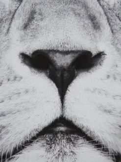 Leinwand-Druck-gerahmt, Schwarz/Grau -Häuser Lieferungen Verkauf KingLeo Druckgerahmt Grau SchwarzGrau 50x70 lup