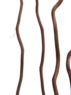 Trockenblume, Dunkelbraun -Häuser Lieferungen Verkauf Kuwastaebe Trockenblume Braun Dunkelbraun 80cm lup