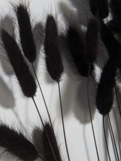 Trockenblume, Schwarz -Häuser Lieferungen Verkauf Lagurus Trockenblume Schwarz 75cm lup