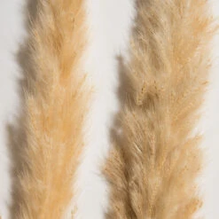 Trockenblume, Creme -Häuser Lieferungen Verkauf Pampasgrasbuendel6er Trockenblume 213869 Beige Creme 75cm lup