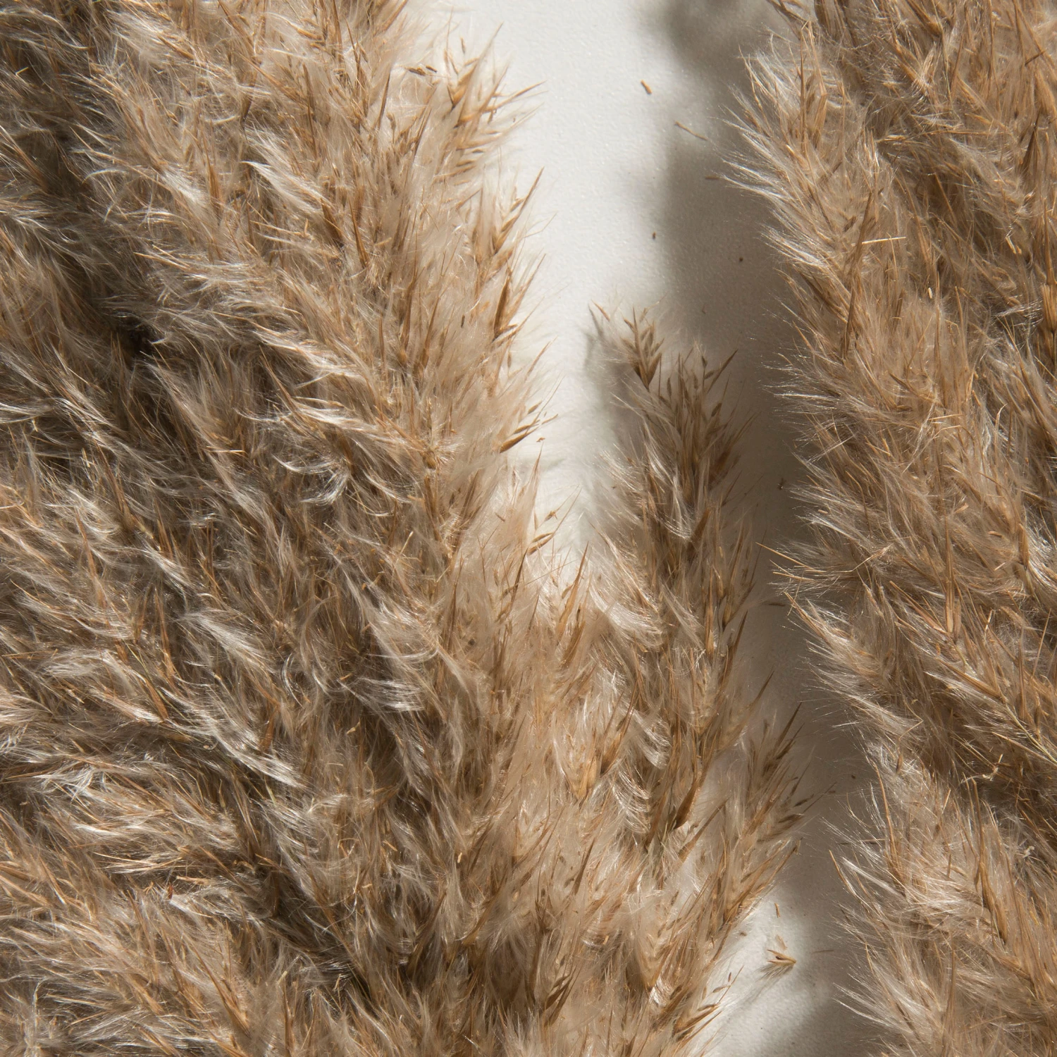 Trockenblume, Natur 3 Trockenblume, Natur – Bild 3