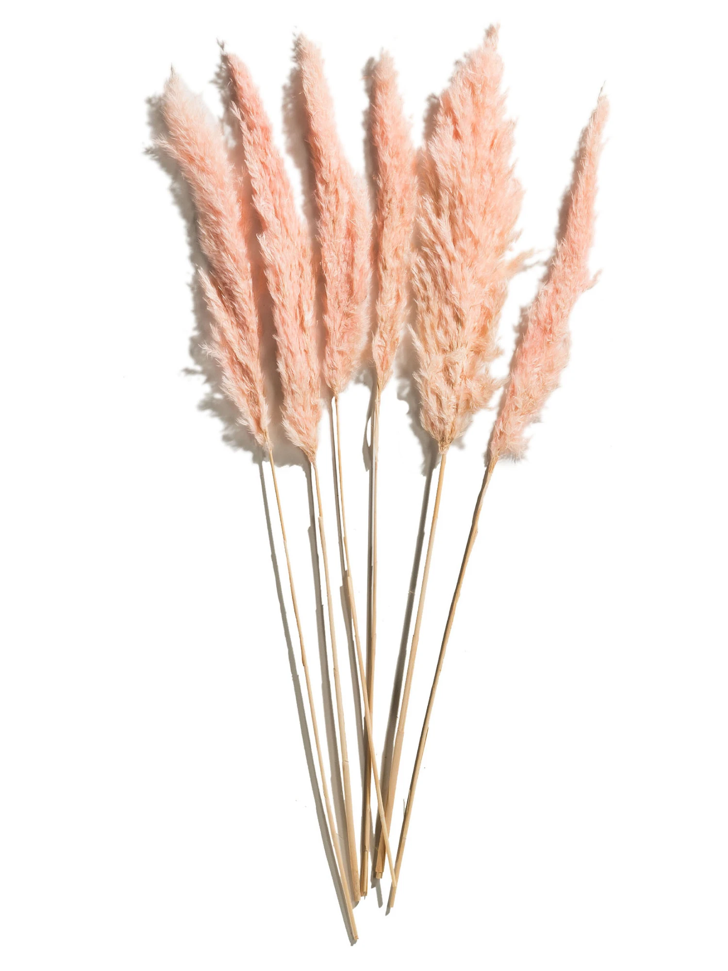 Trockenblume, Pink 1 Trockenblume, Pink