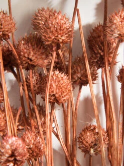 Trockenblume, Autumn Red -Häuser Lieferungen Verkauf Phalaris Trockenblume Orange AutumnRed 50cm lup
